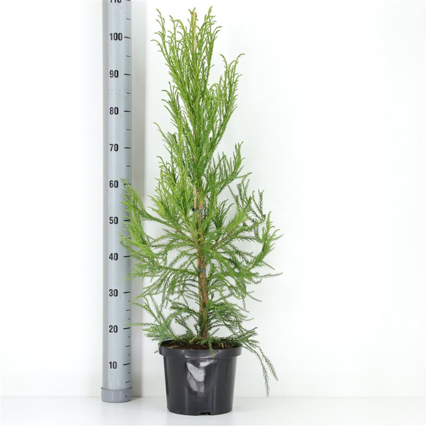 Cryptomeria j. 'Kitayama' - C5 80-100 CM